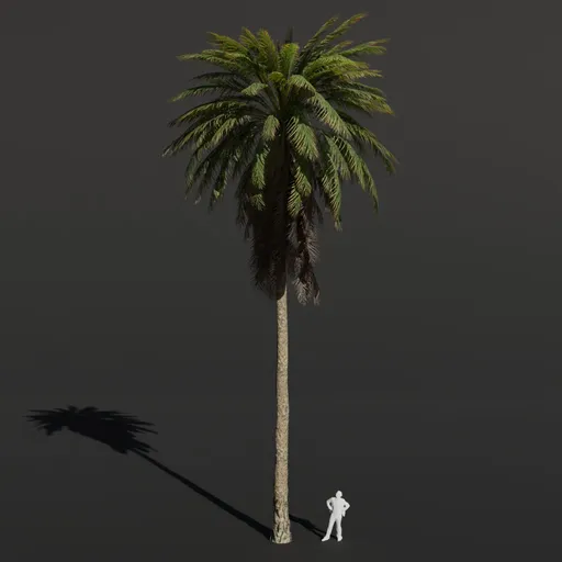 Palm Tree Large Dense