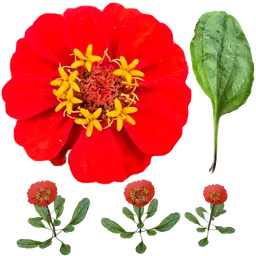 RedFlower LowPoly Particle System