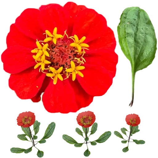 RedFlower LowPoly Particle System