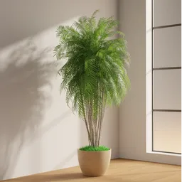 Elegant Indoor Palm Plant