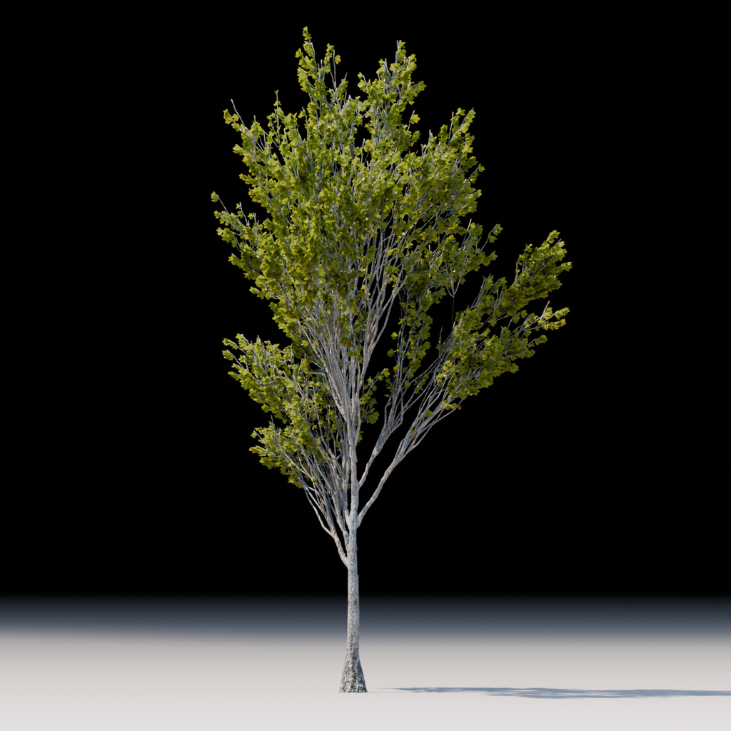 Tree Maple Thin | Trees models | BlenderKit