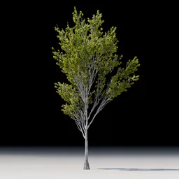 Tree Maple Thin