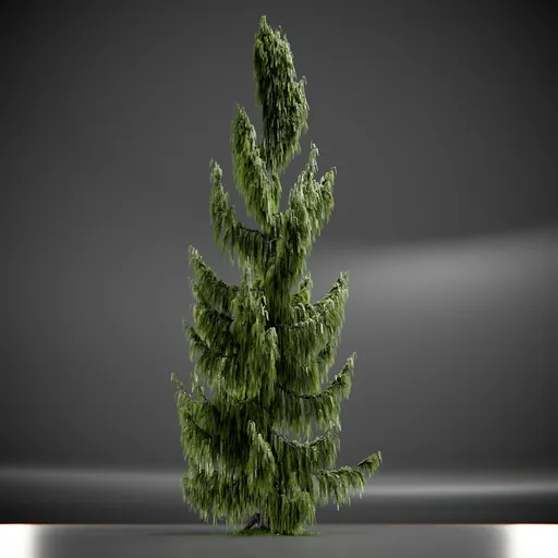 Tree Weeping Nootka Animated