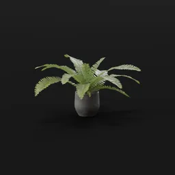 Generic Fern Large Potted