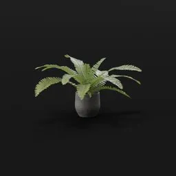 Generic Fern Large Potted