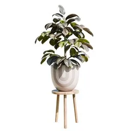 Indoor Plant Rubber Ficus Elastica
