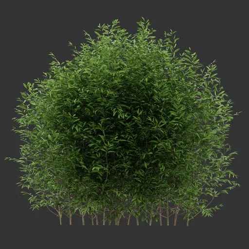 Multiple Simple Bush Plant