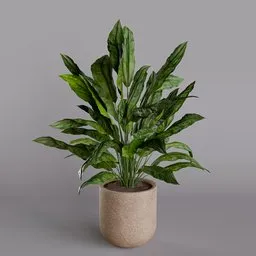 Cyclanthus Plant