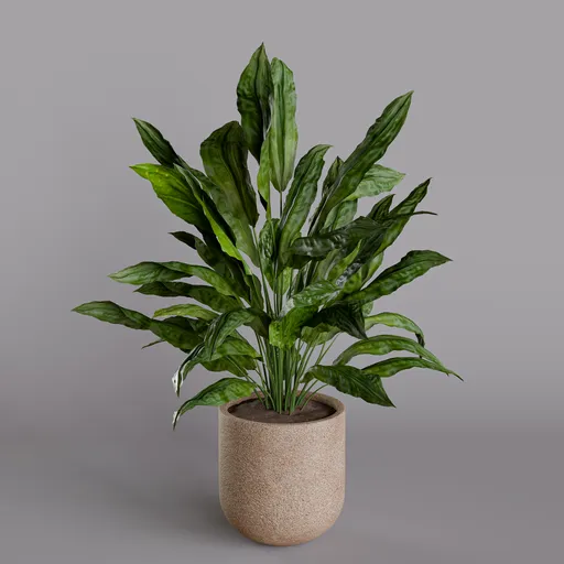Cyclanthus Plant