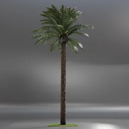Dactylifera Palm Tree