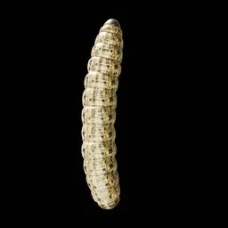 Realistic Worm