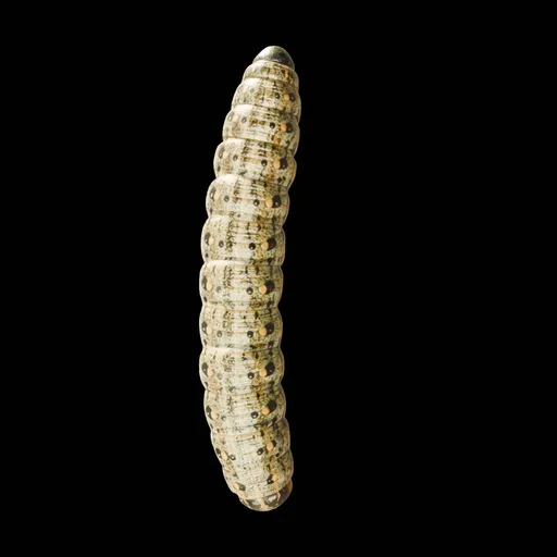 Realistic Worm