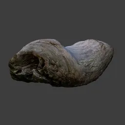 Drift Wood Beach Photoscan