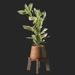 High-quality 3D model of a peacock plant in a terracotta pot, ideal for Blender 3D indoor nature scenes.