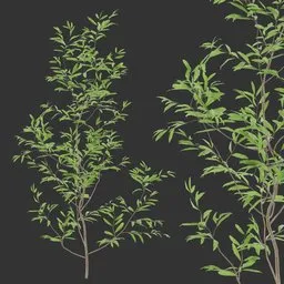 Simple Bush Plant