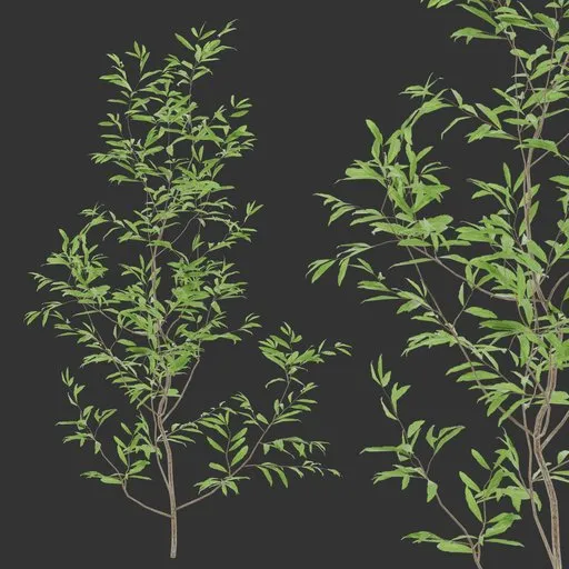 Simple Bush Plant