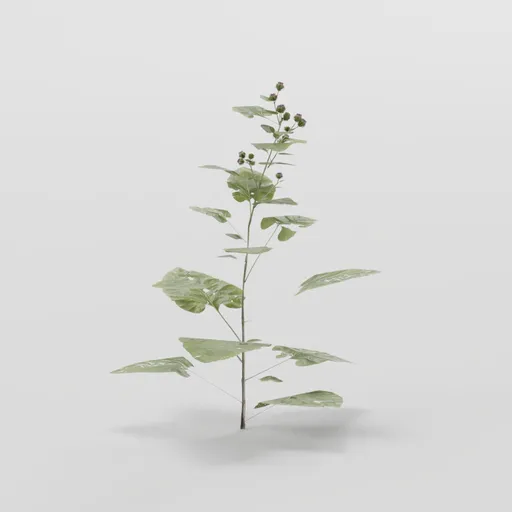 Burdoc Plant