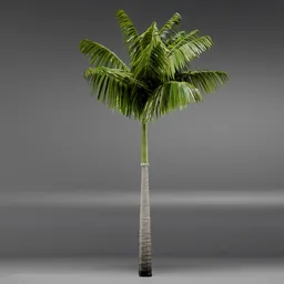 Imperial PalmTree