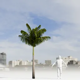 Imperial PalmTree