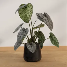 Silver Vein Alocasia