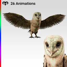 Owl Female Animated