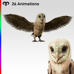 Owl Female Animated