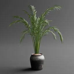 Areca Palm Indoor Plant