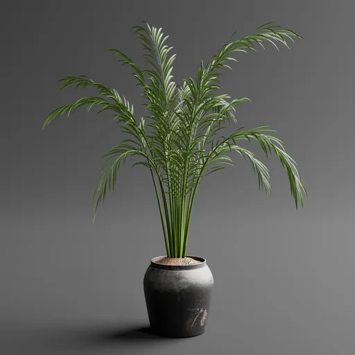 Areca Palm Indoor Plant