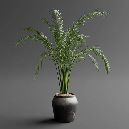 Areca Palm Indoor Plant