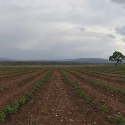 Farm Field