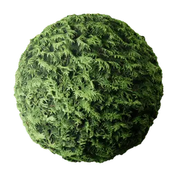 2K PBR Hedge Conifer texture for organic 3D materials with displacement detail suitable for Blender and other 3D apps.