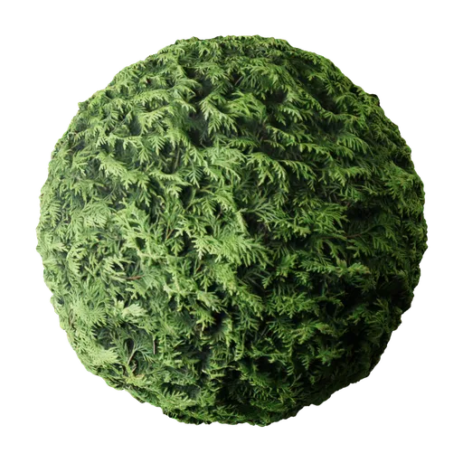 2K PBR Hedge Conifer texture for organic 3D materials with displacement detail suitable for Blender and other 3D apps.