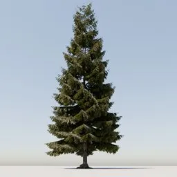 Coniferous Tree 08