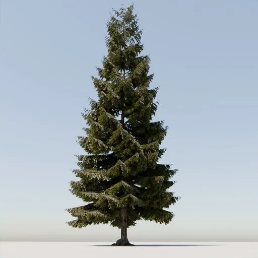 Coniferous Tree
