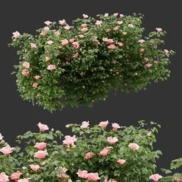 Multiple Flowering Bush Plant