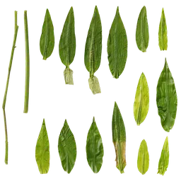 Chrysopogon aciculatus Leaf