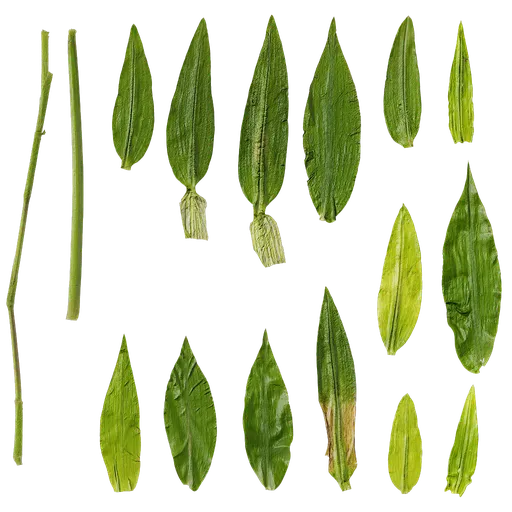 Chrysopogon aciculatus Leaf