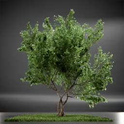 Tree Vine Maple Animated