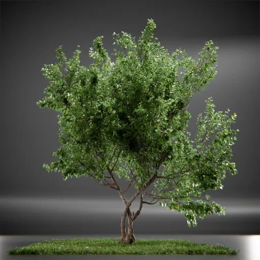 Tree Vine Maple Animated