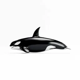 Killer Whale Rigged