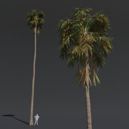 "High-quality 3D model of a Fan Palm tree for Blender 3D, with detailed body elements and PBR textures. Perfect for cinematic scenes and source engine maps. Inspired by Niels Lergaard and Arnold Brügger."