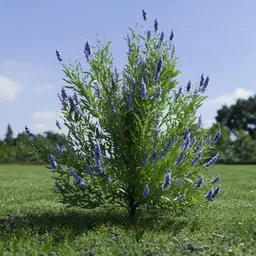 Shurb Spirea Care Blue Mist Animated