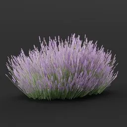 Detailed 3D model of a large lavender plant, suitable for blending into various virtual environments.