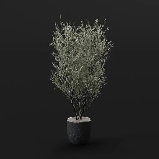 Olive Tree