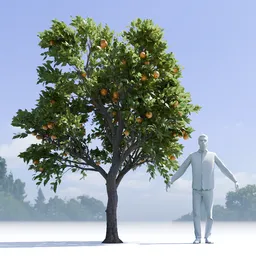 Orange Tree