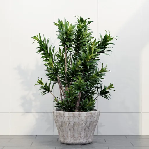 Dracaena Cluster