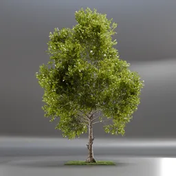 Tree Jungle Animated