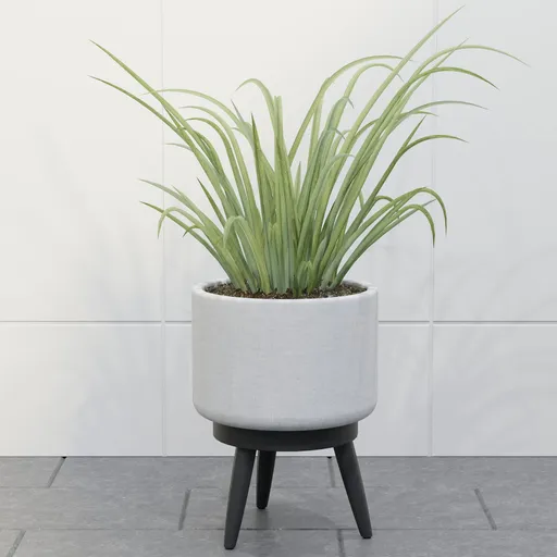 Spider Plant in Pot