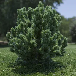 Plant Catherine Elizabeth