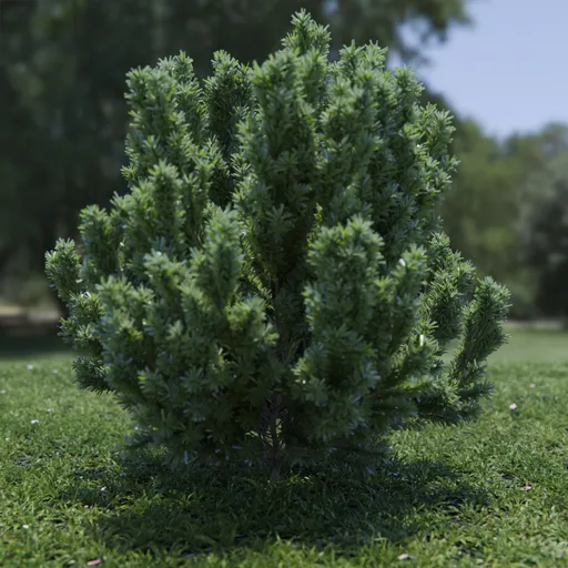 Plant Catherine Elizabeth